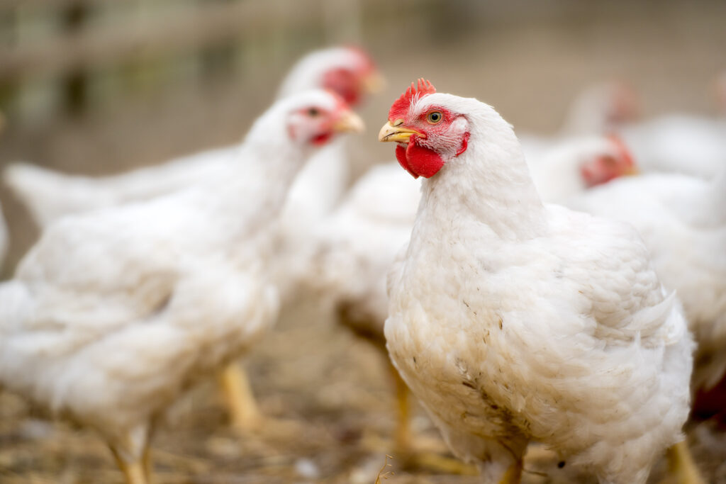 Group of white  chickens